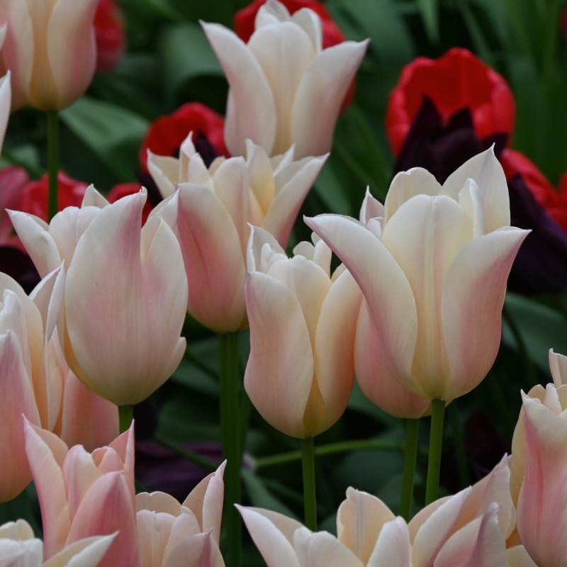 Tulipa 'Sanne'