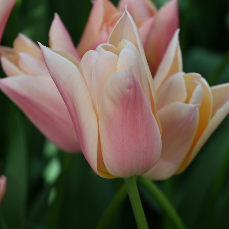 Tulipa 'Sanne'