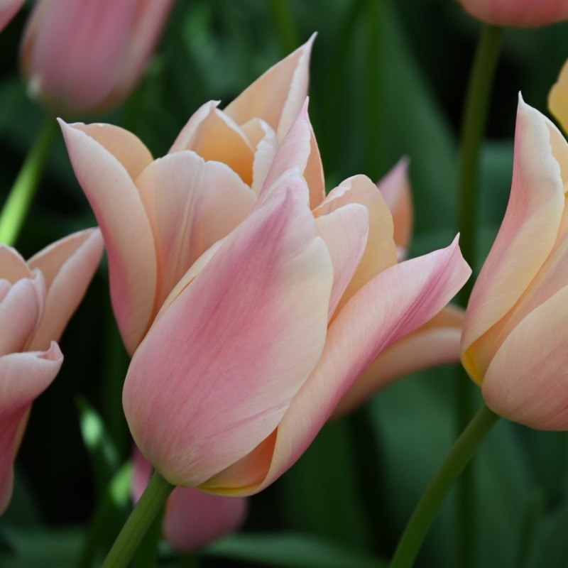 Tulipa 'Sanne'