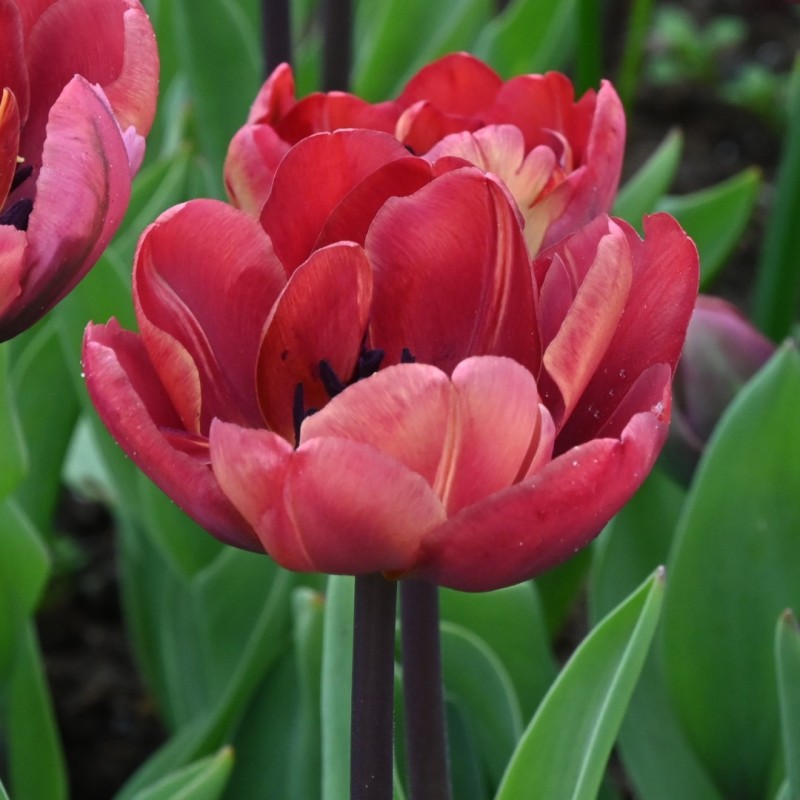 Tulipa 'Ridgedale'
