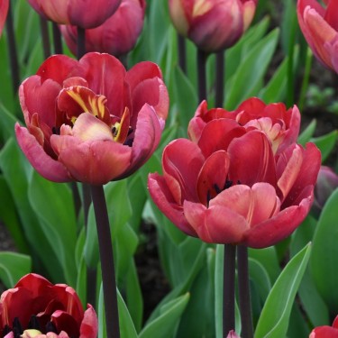 Tulipa 'Ridgedale'