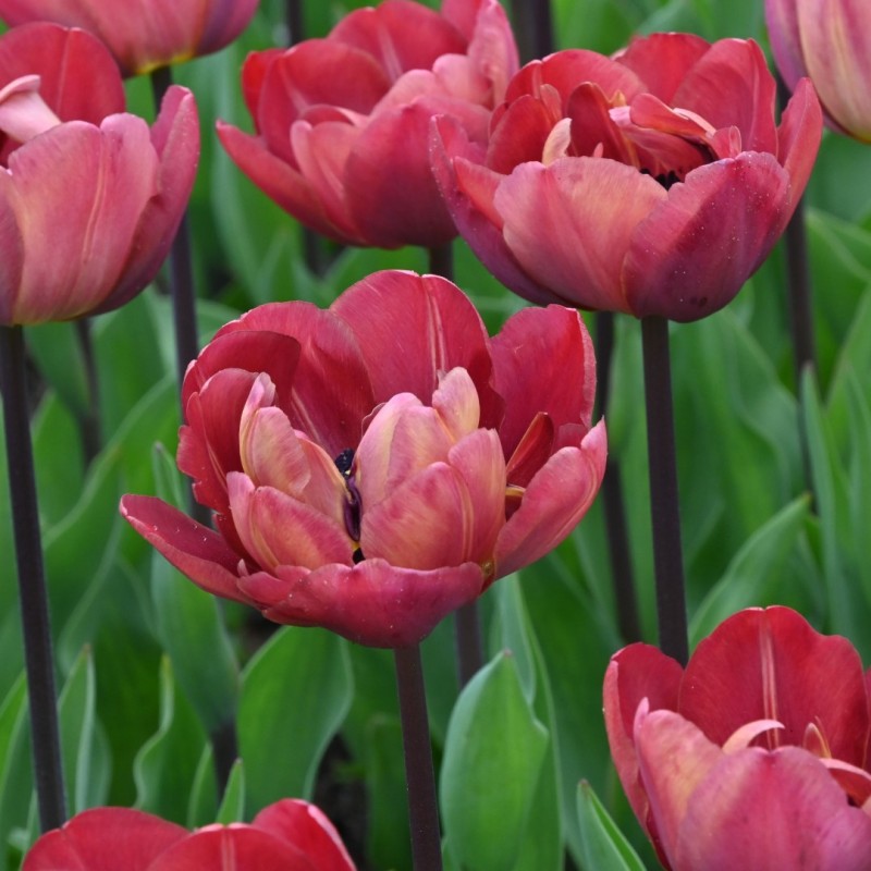 Tulipa 'Ridgedale'