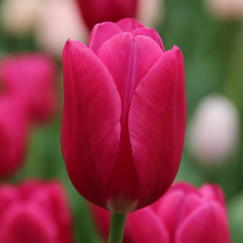Tulipa 'Pink Ardour'