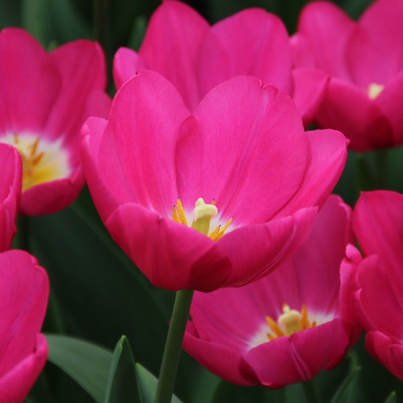 Tulipa 'Pink Ardour'