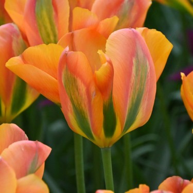 Tulipa 'Orange Marmelade'