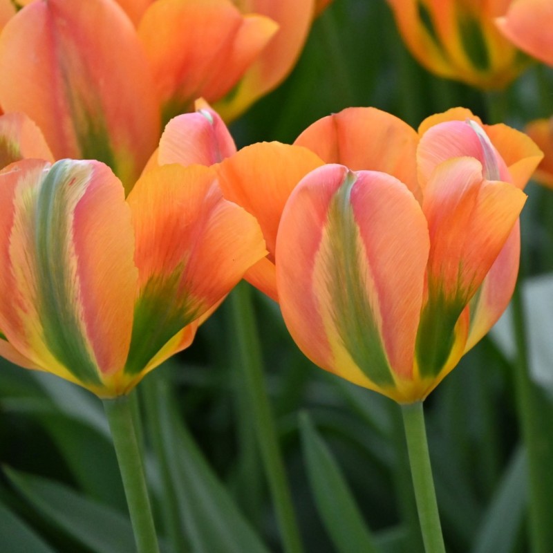 Tulipa 'Orange Marmelade'