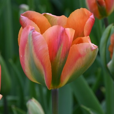 Tulipa 'Orange Marmelade'