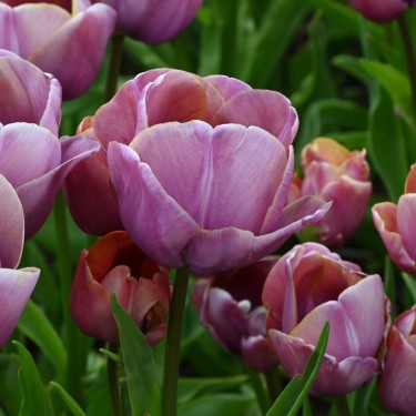 Tulipa 'Blue Heaven'