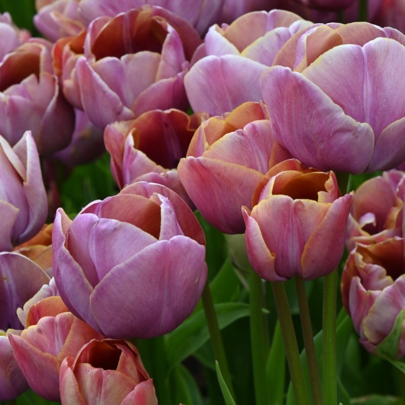 Tulipa 'Blue Heaven'