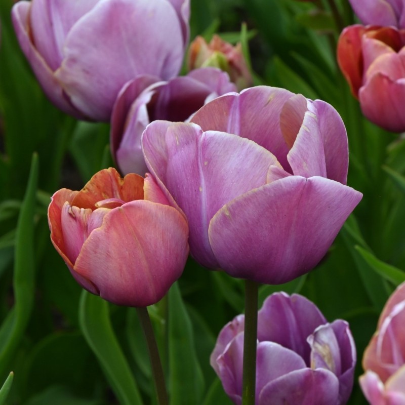 Tulipa 'Blue Heaven'