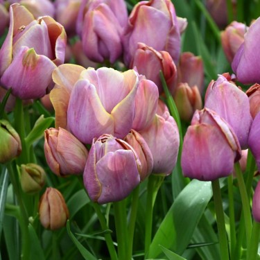 Tulipa 'Blue Heaven'