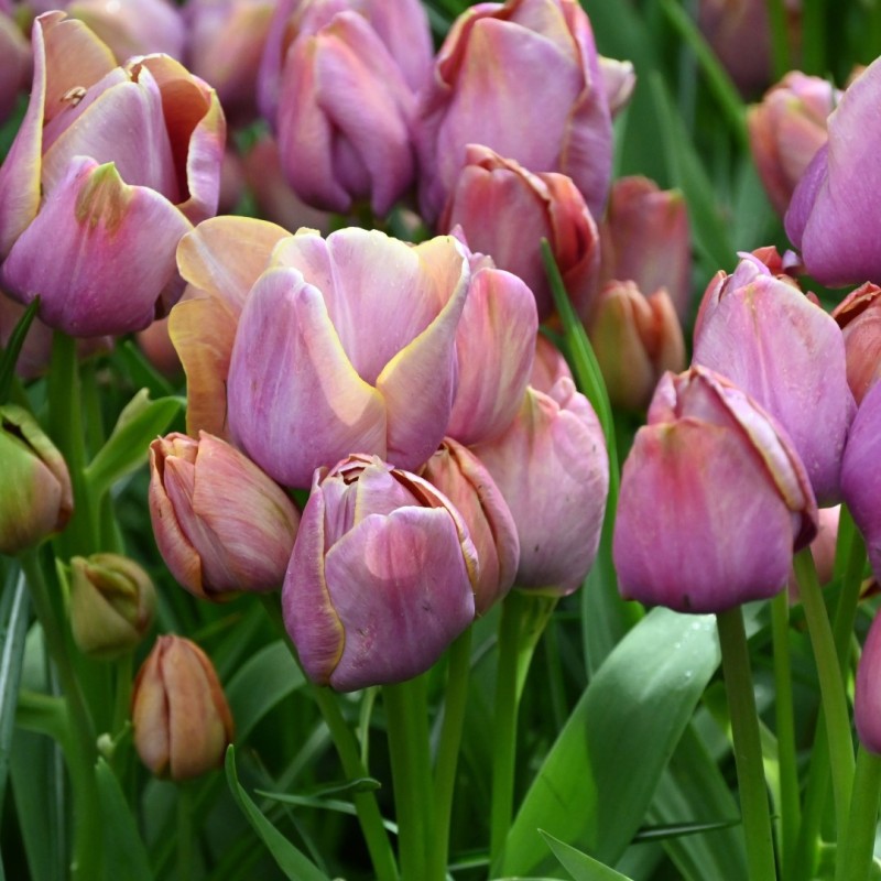 Tulipa 'Blue Heaven'