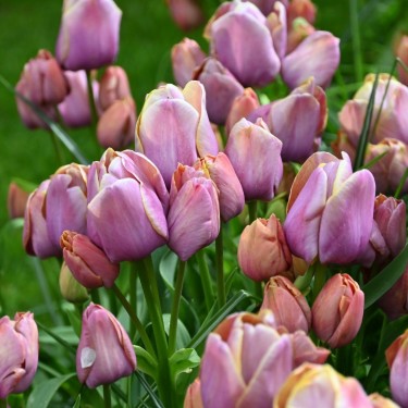 Tulipa 'Blue Heaven'