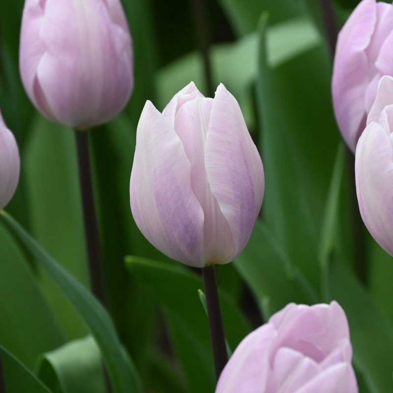 Tulipa 'Silver Cloud'