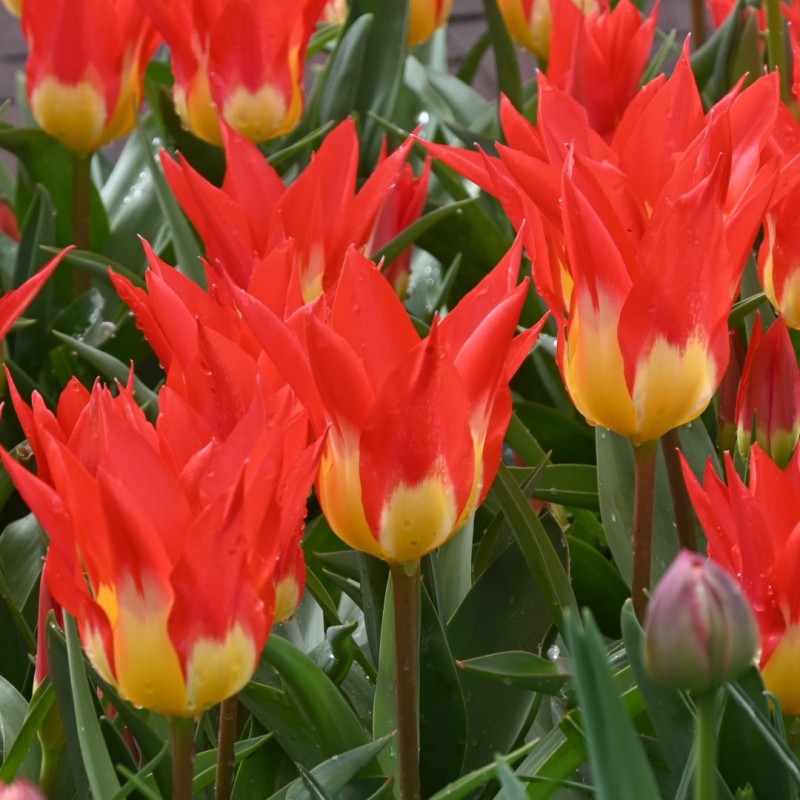 Tulipa 'Flames Mystery'