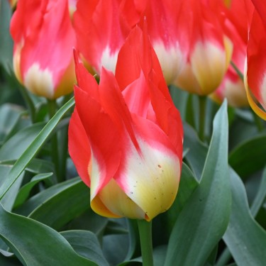 Tulipa 'Flames Mystery'
