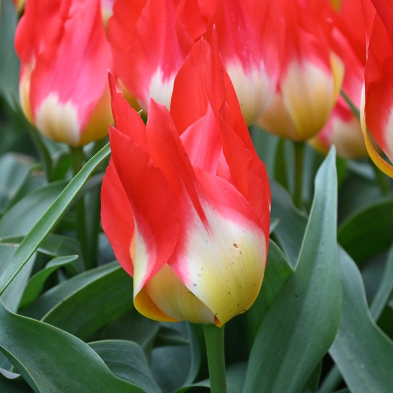 Tulipa 'Flames Mystery'