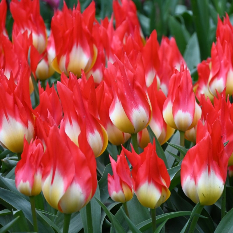 Tulipa 'Flames Mystery'