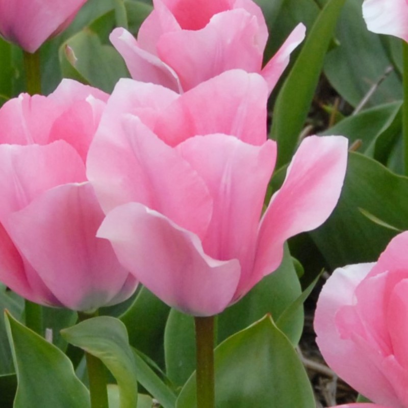 Tulipa 'Sweet Sixteen'