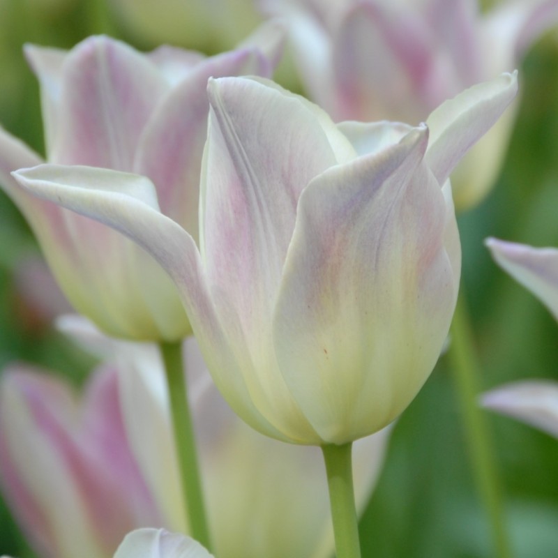 Tulipa 'Elegant Lady'