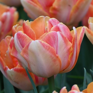 Tulipa 'Foxy Foxtrot'
