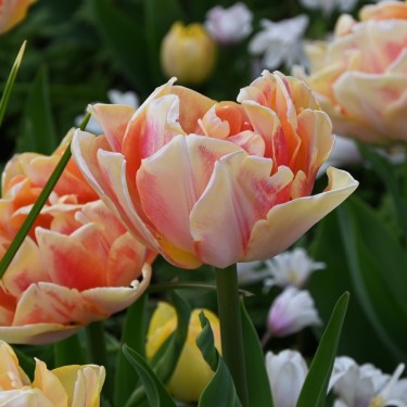 Tulipa 'Foxy Foxtrot'