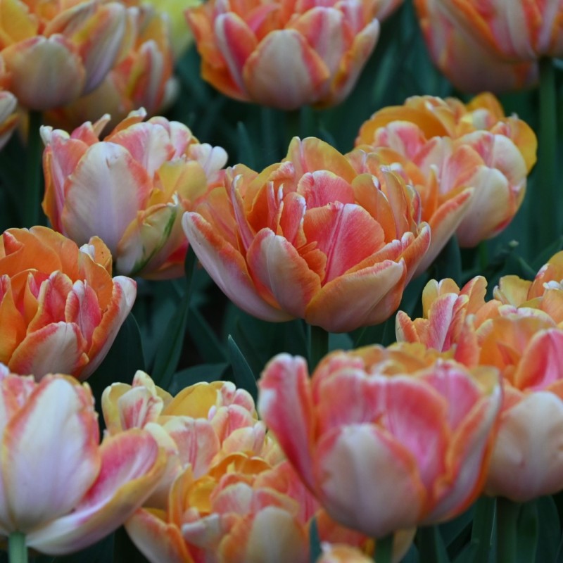 Tulipa 'Foxy Foxtrot'