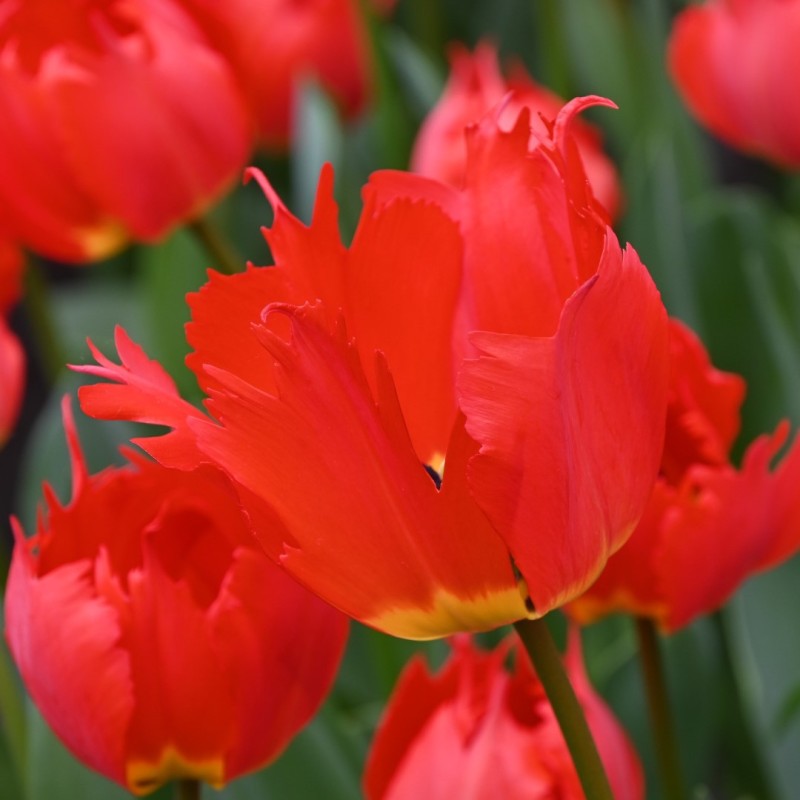 Tulipa 'Robbedoes'