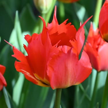 Tulipa 'Robbedoes'