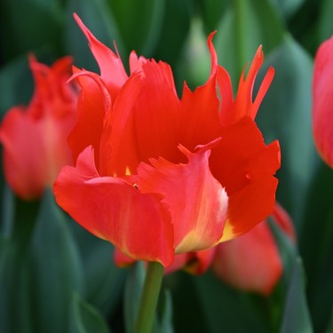 Tulipa 'Robbedoes'
