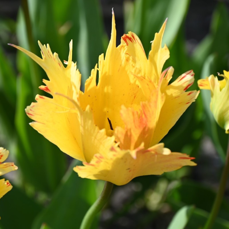 Tulipa 'Sunny Leo'