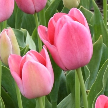 Tulipa 'Clara Butt'