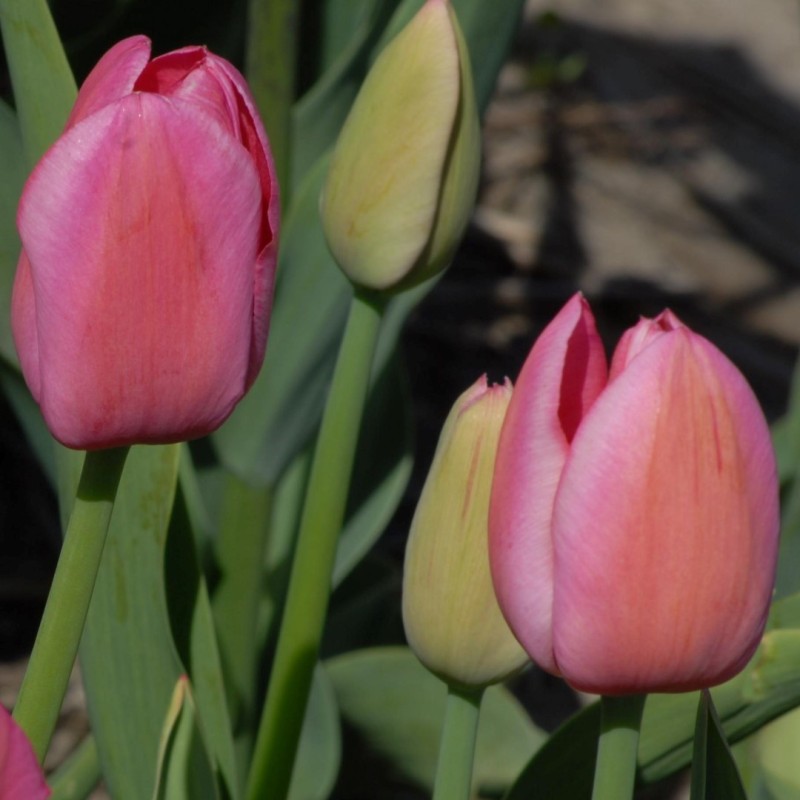 Tulipa 'Clara Butt'