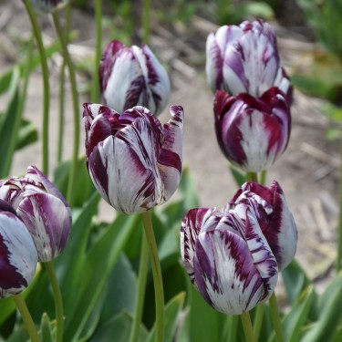 Tulipa 'Aubade'