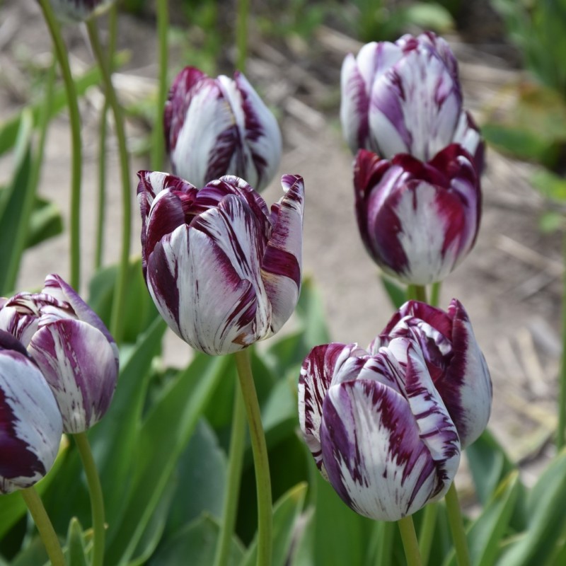 Tulipa 'Aubade'