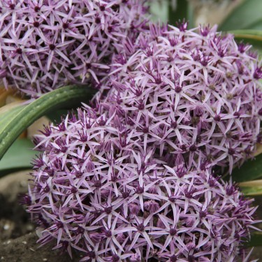 Allium ellisii