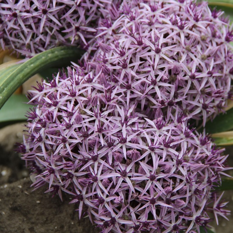 Allium ellisii