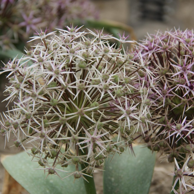 Allium ellisii