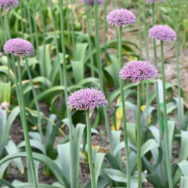 Allium 'New York'