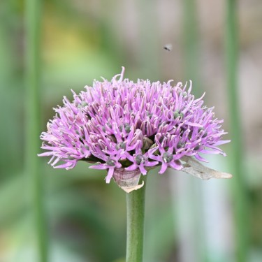 Allium 'New York'