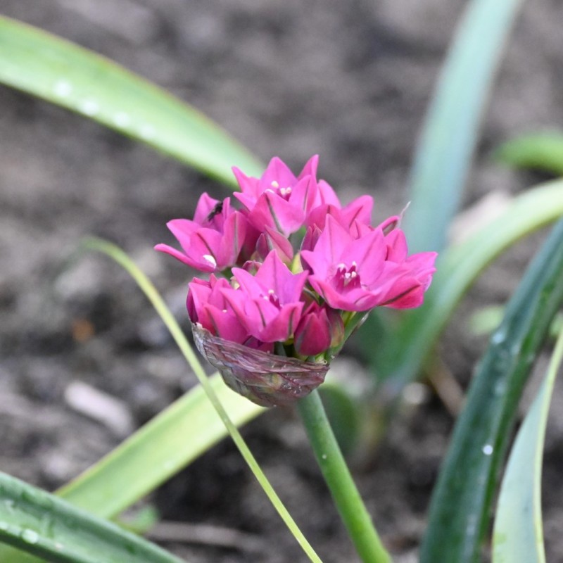Allium oreophilum 'Samur'