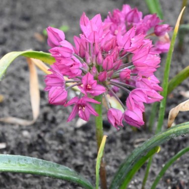 Allium oreophilum 'Samur'