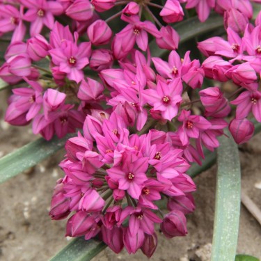 Allium oreophilum 'Samur'