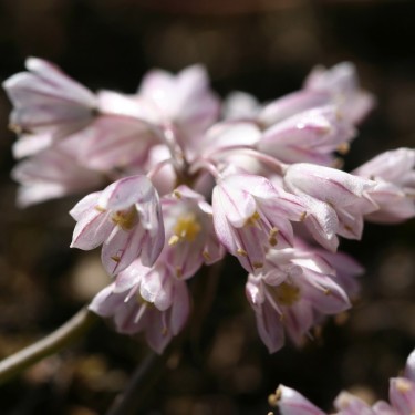 Allium sibthorpianum