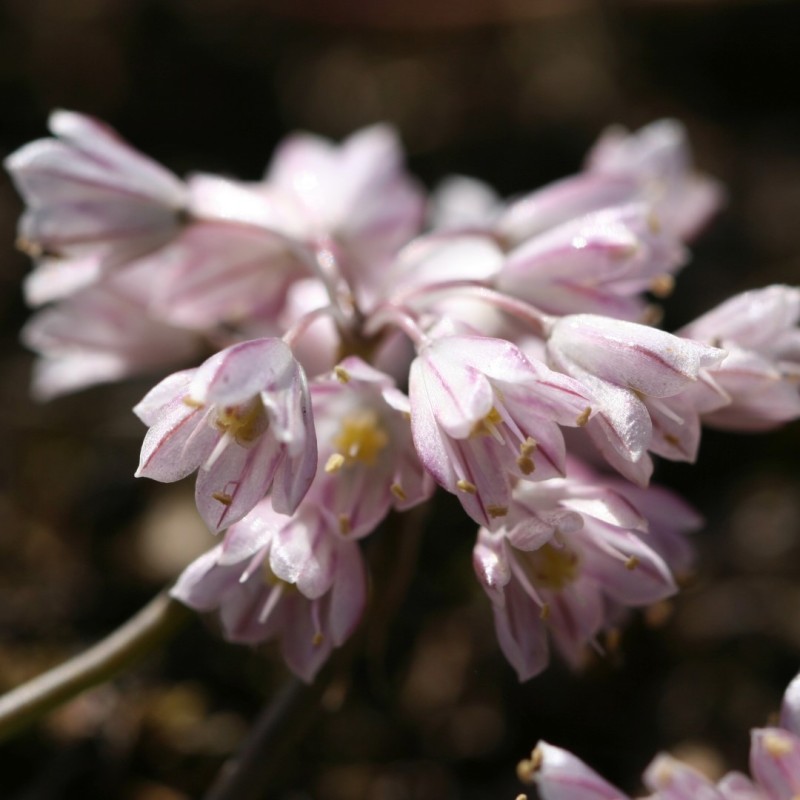 Allium sibthorpianum