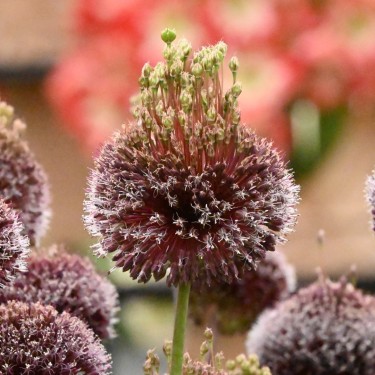 Allium 'Forelock'