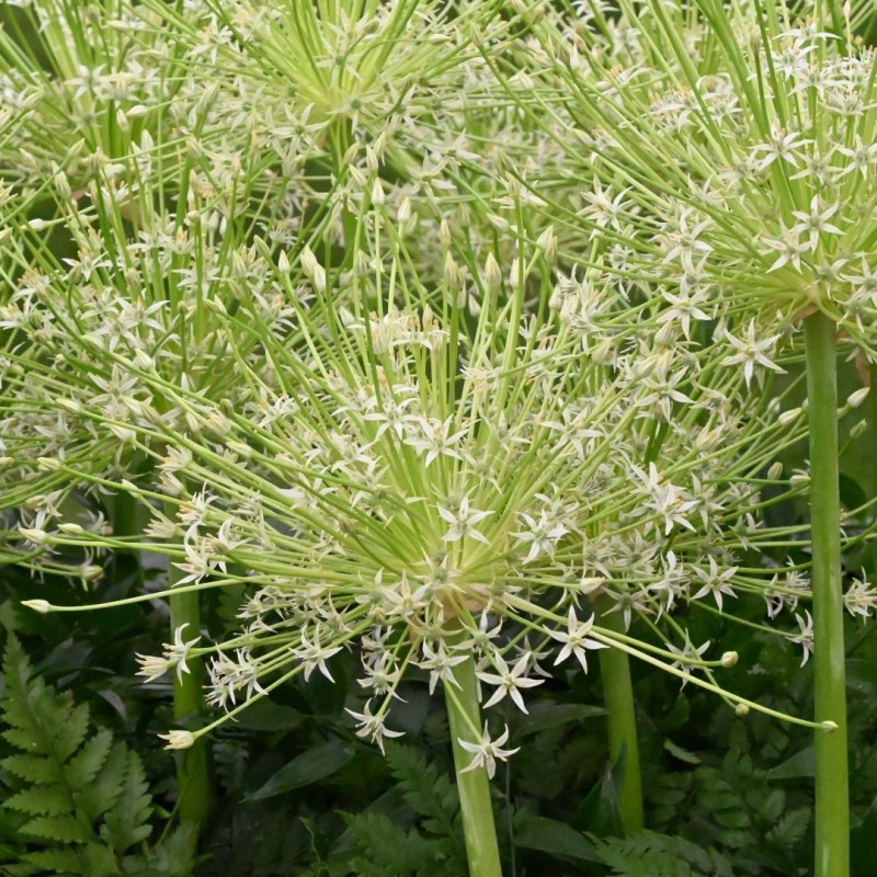 Allium schubertii 'Arctic Snow'
