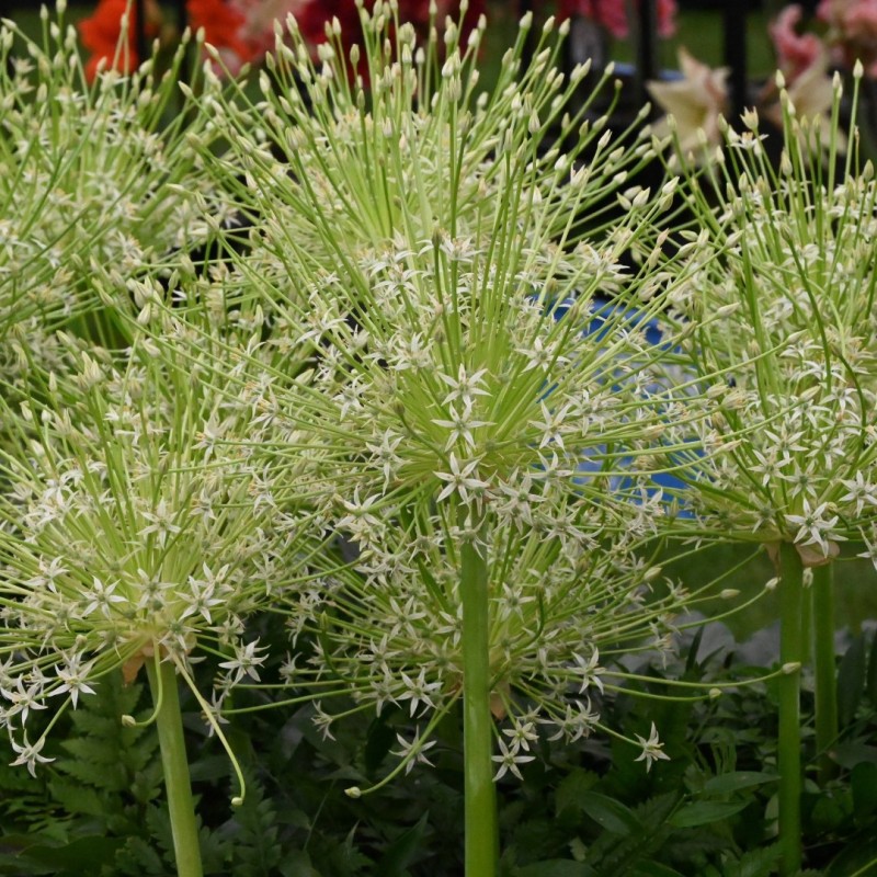 Allium schubertii 'Arctic Snow'