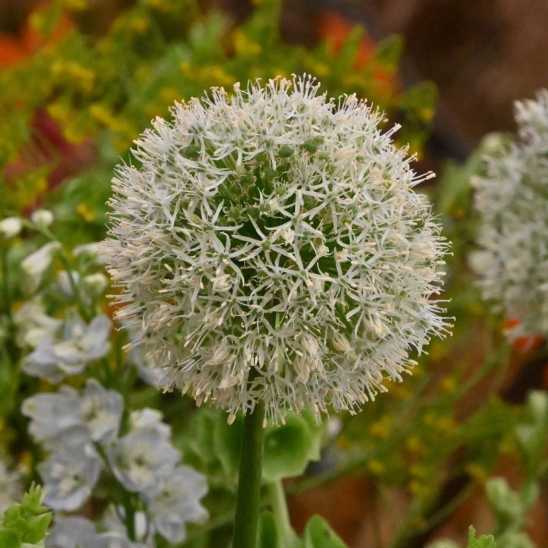 Allium 'Mount Everest'