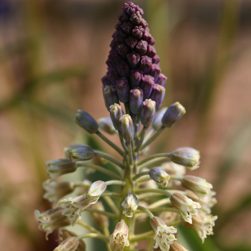 Bellevalia kurdistanica